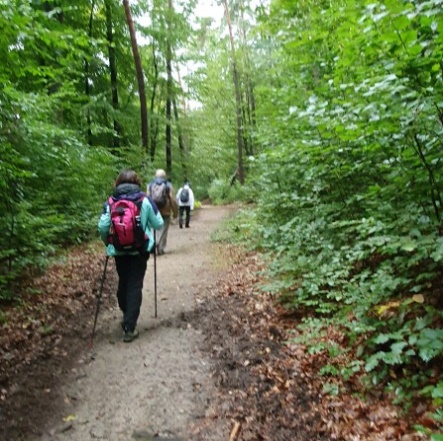 Sentier arboricole