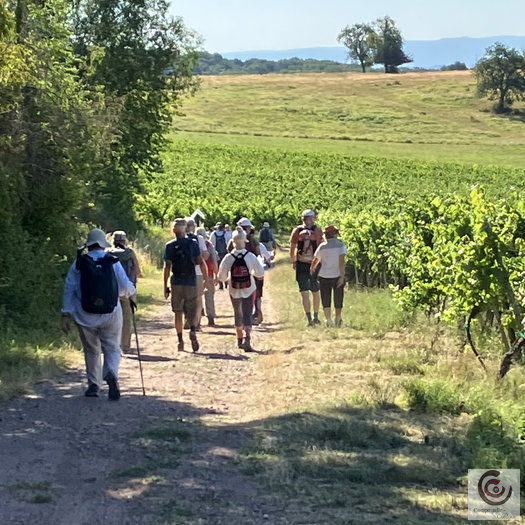 Marche Vosges 2026 - Dans les vignes