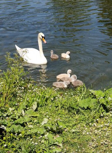 Printemps, cygne et ses petits